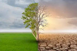 Arbol mitad vivo mitad muerto