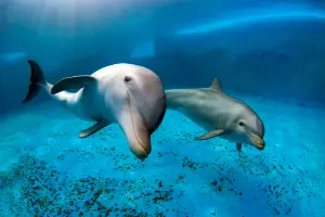 Dos delfines nadando en piscina