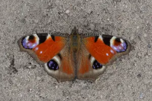 Ojos de mariposa pavo real